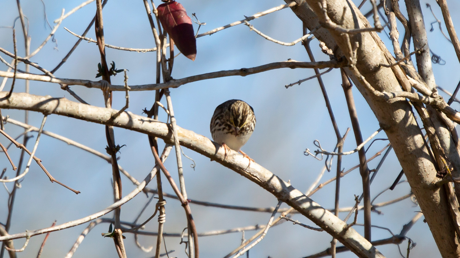 Savannah Sparrow