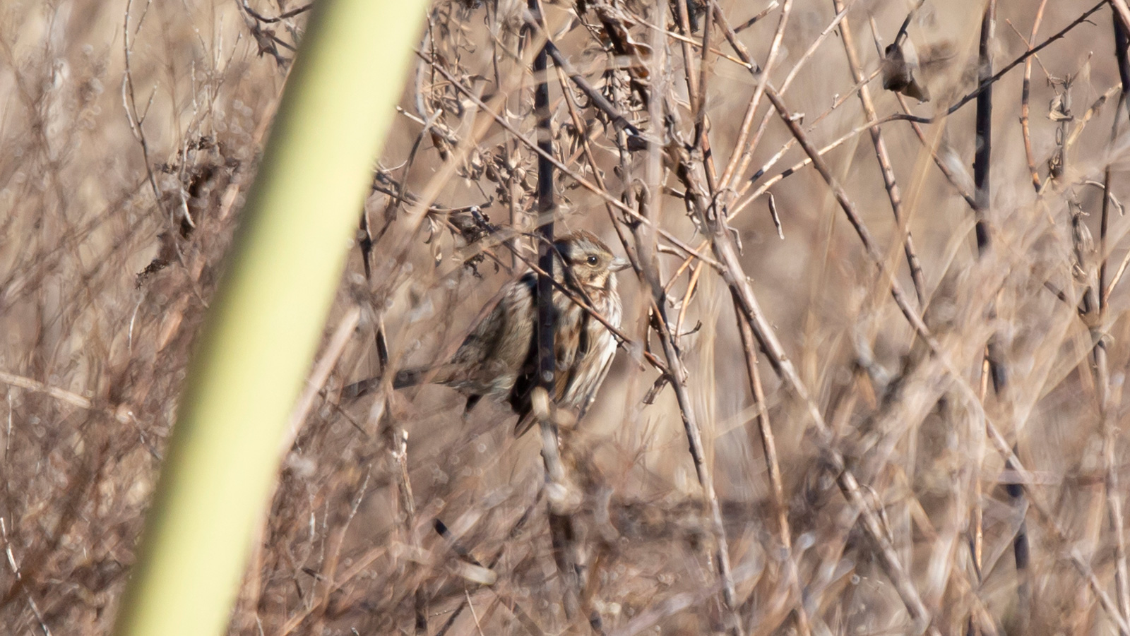 Song Sparrow