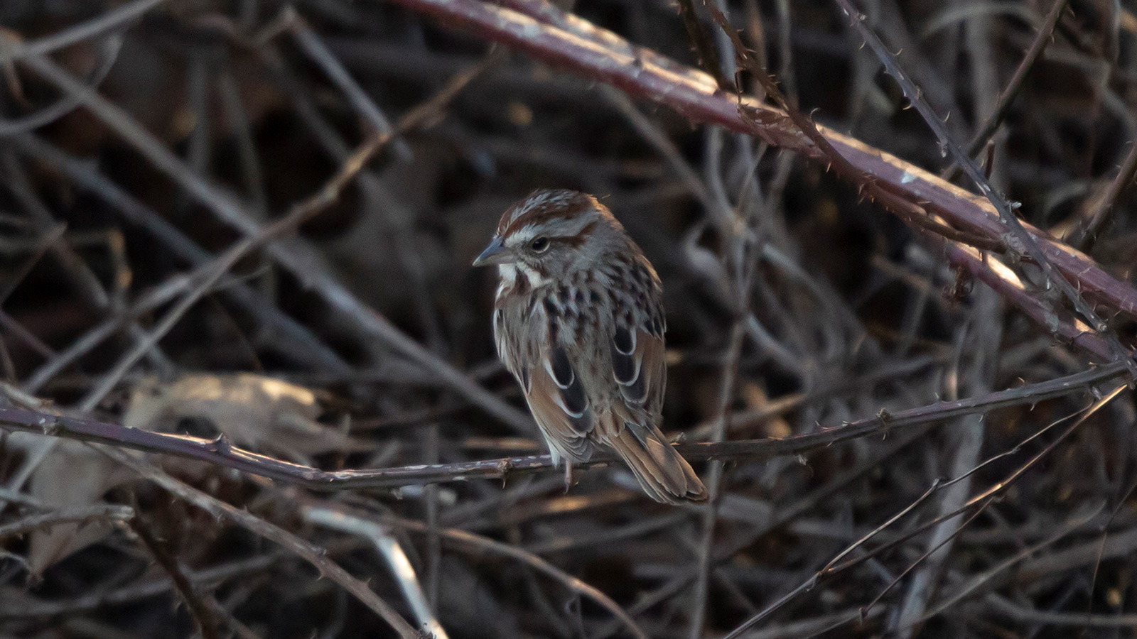 Song sparrow perched on bramble