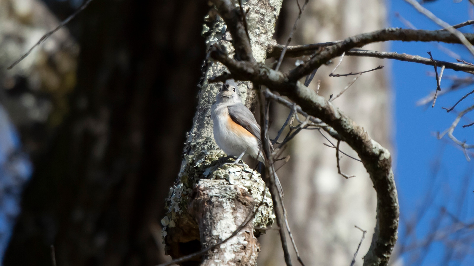 Tufted titmouse perched in a bare tree