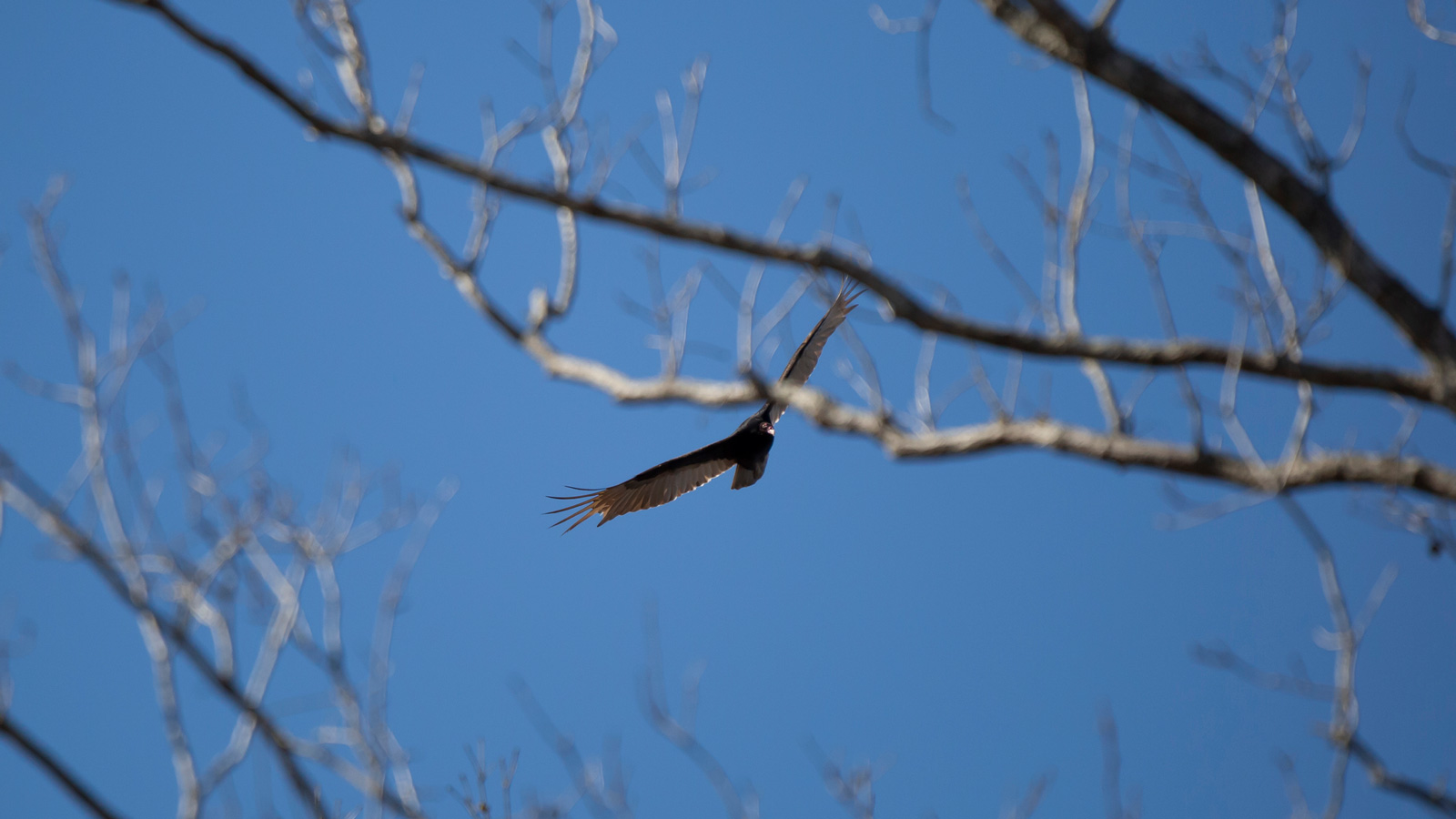 Turkey Vulture