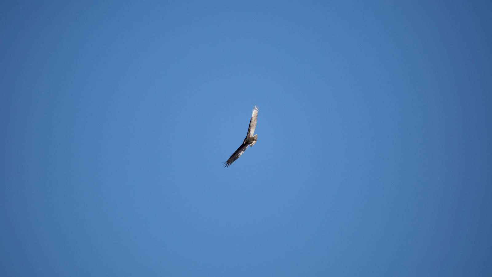 Turkey vulture soaring in blue sky