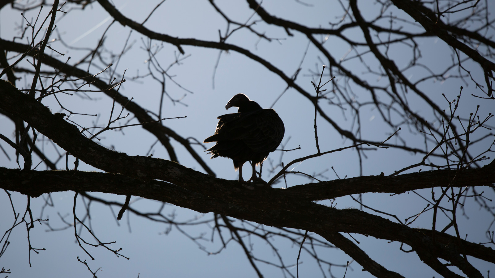 Silhouette of turkey vulture perched in a bare tree