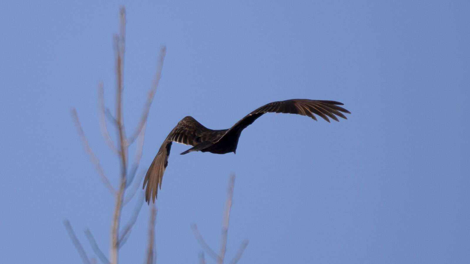 Turkey vulture flying in a blue sky