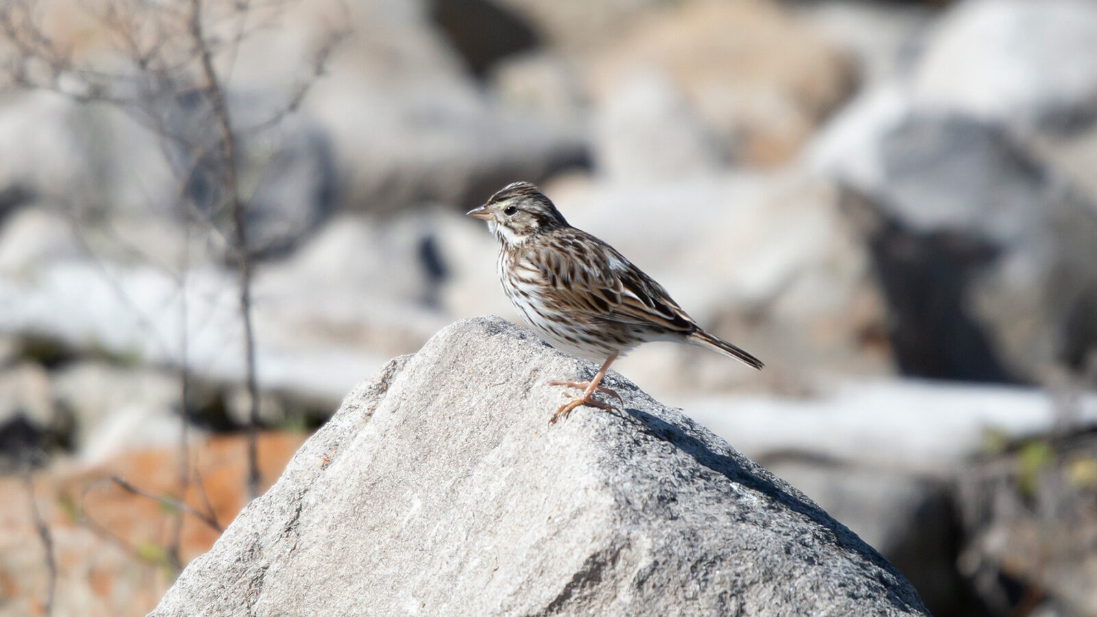 Vesper sparrow standing on stone