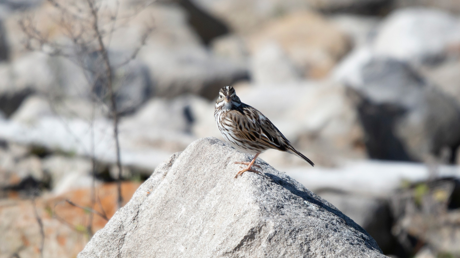 Vesper sparrow standing on stone