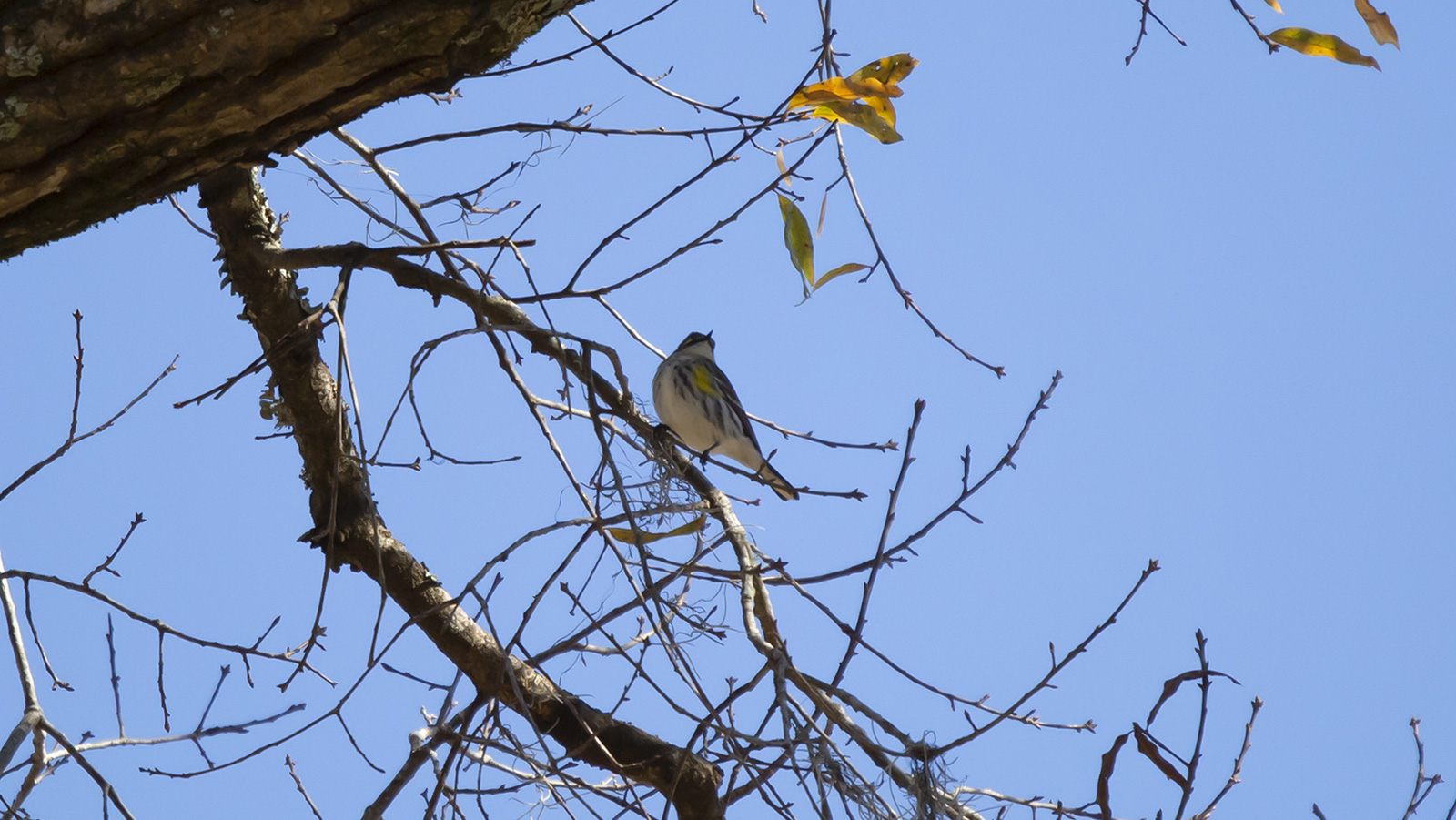 Yellow-Rumped Warbler