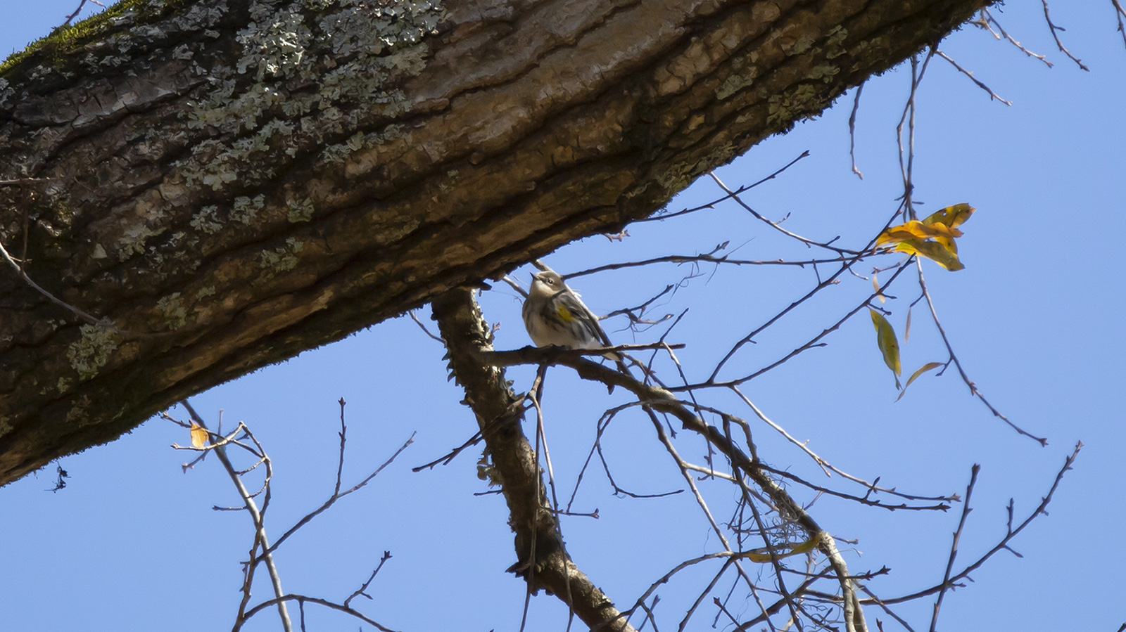Yellow-rumped warbler perched on a bare tree limb with a blue sky background